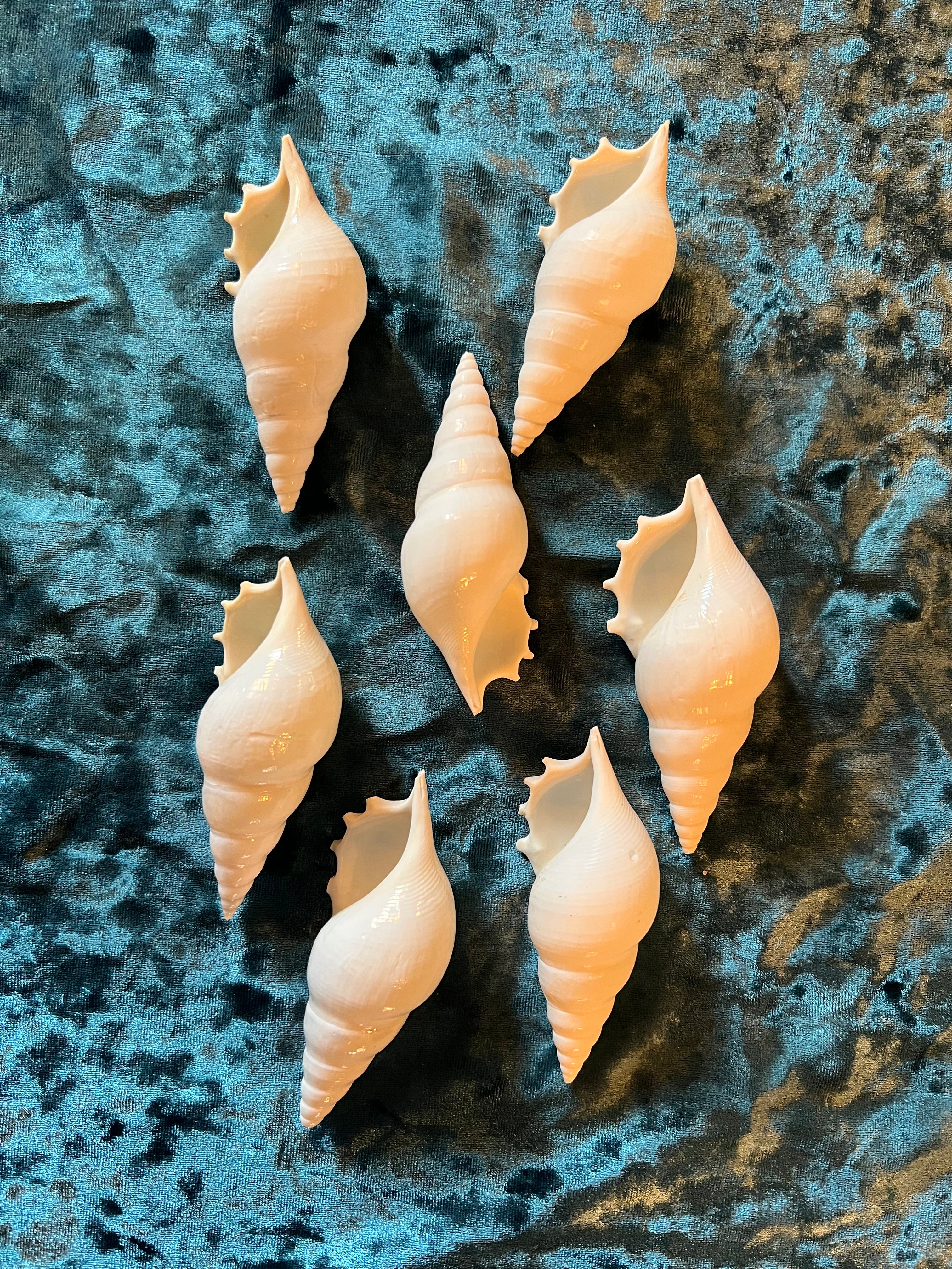 Conch Shell