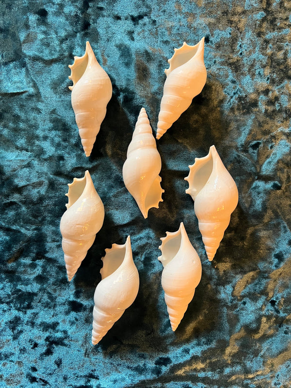 Conch Shell