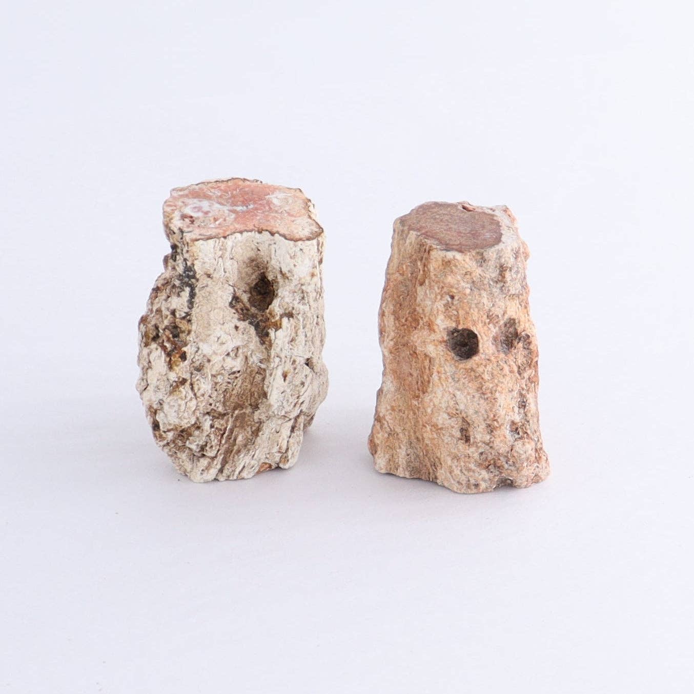 Petrified Wood
