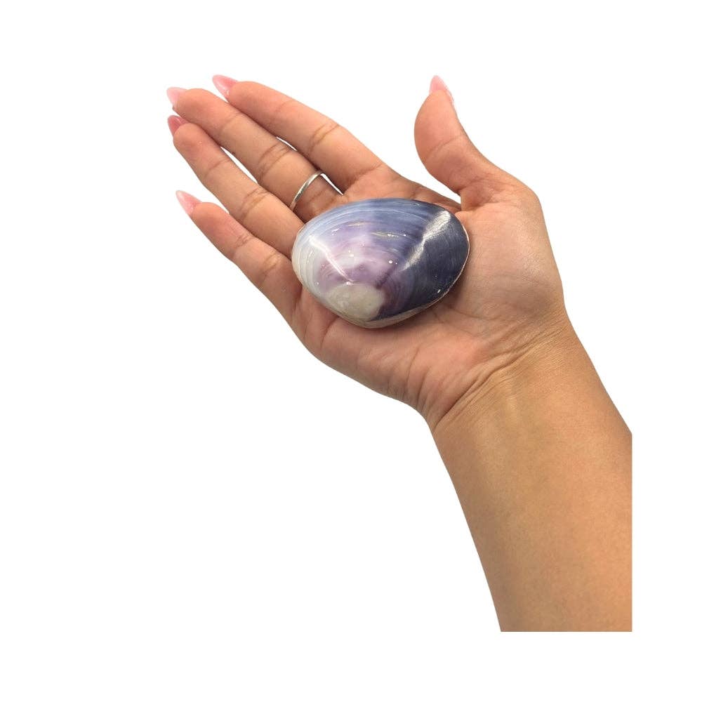 Shell - Violet  Batissa