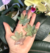 Fluorite Weed Leaf