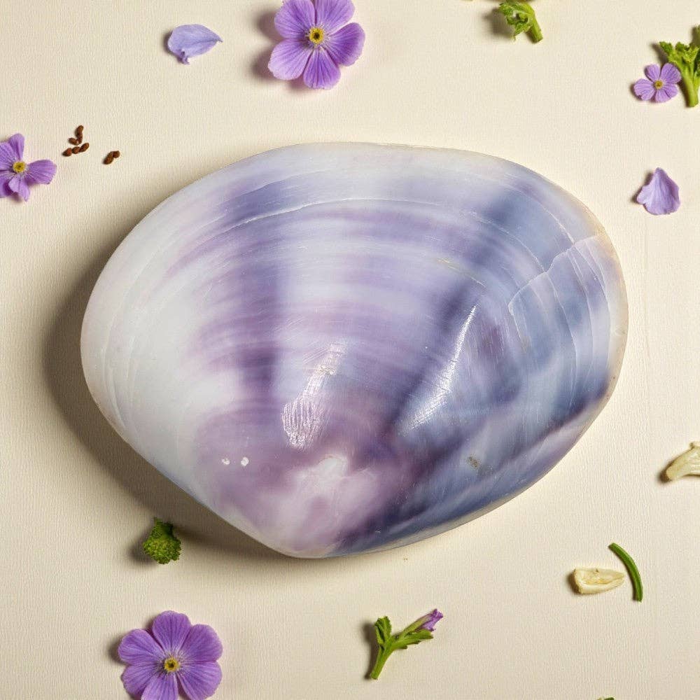 Shell - Violet  Batissa