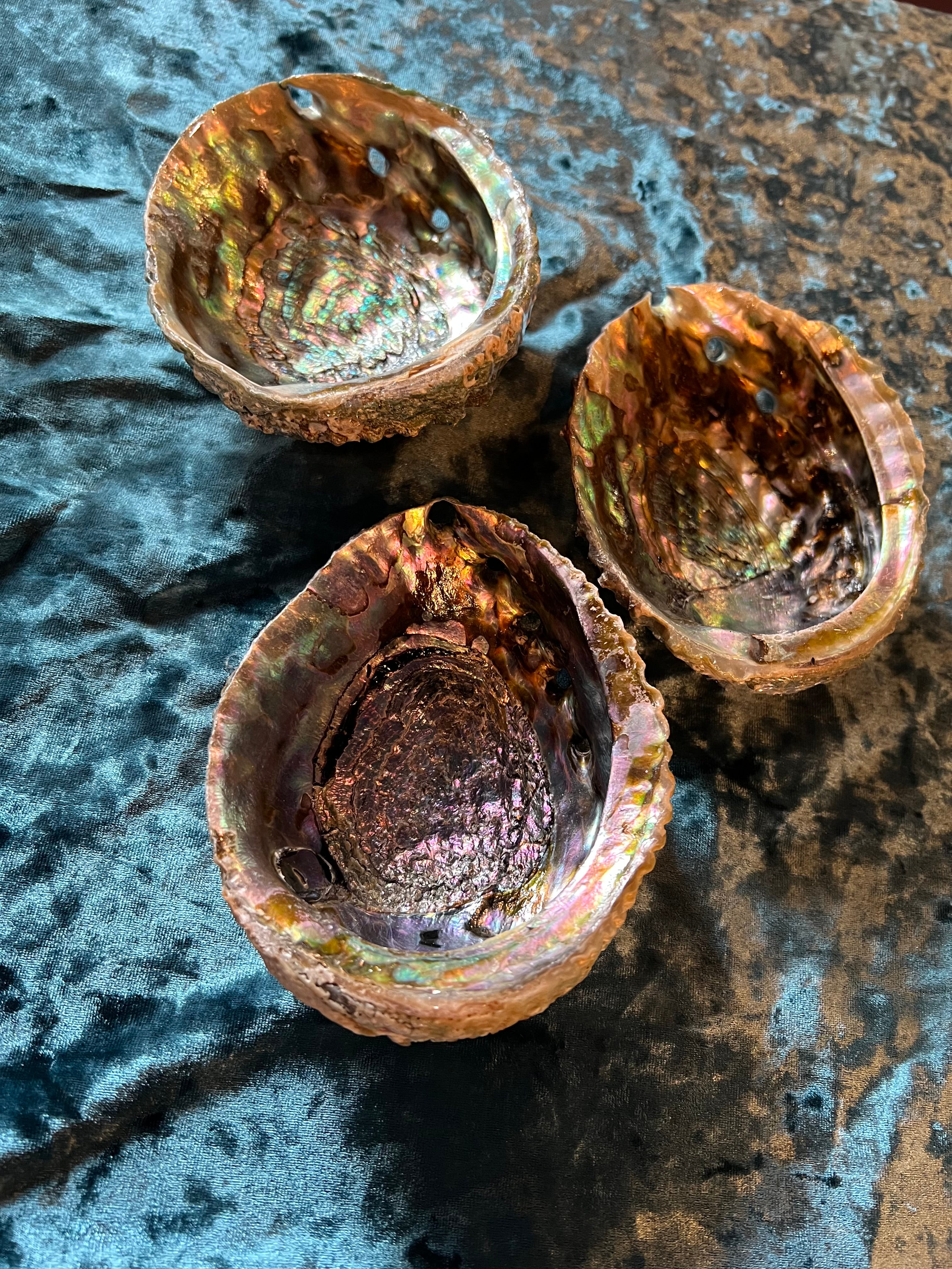 Abalone Shell