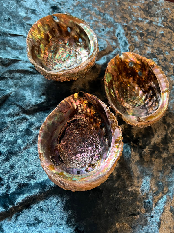 Pink Abalone Shell