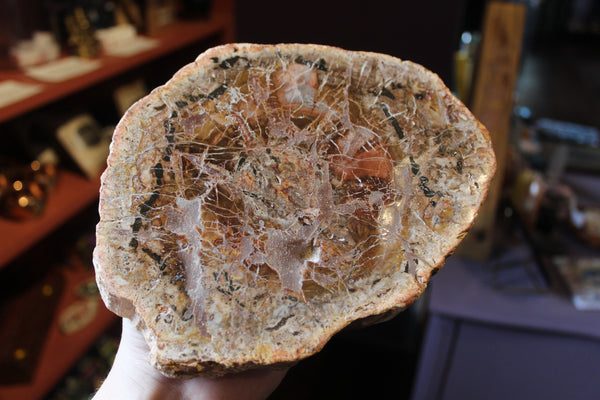 Petrified Wood Slice