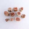 Petrified Wood