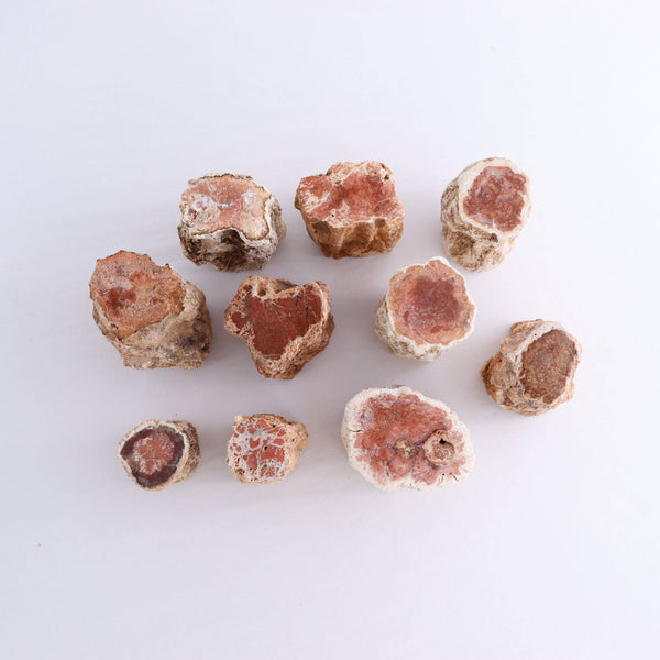 Petrified Wood