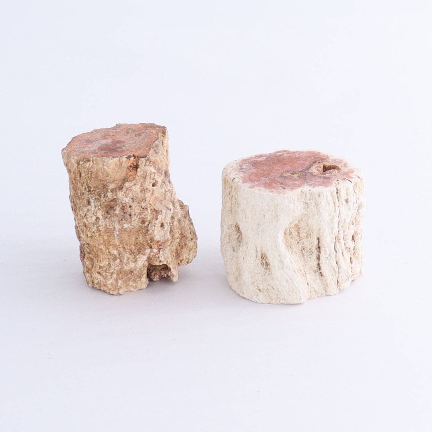 Petrified Wood