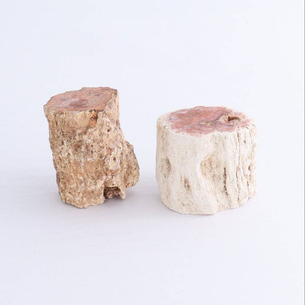 Petrified Wood