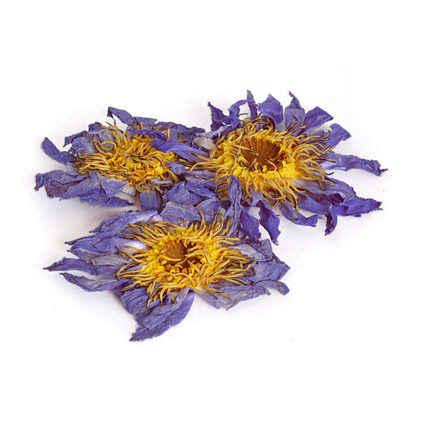 blue lotus flower seeds for sale Blue Lotus Flowers