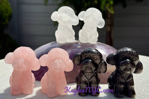 Crystal Toy Poodle
