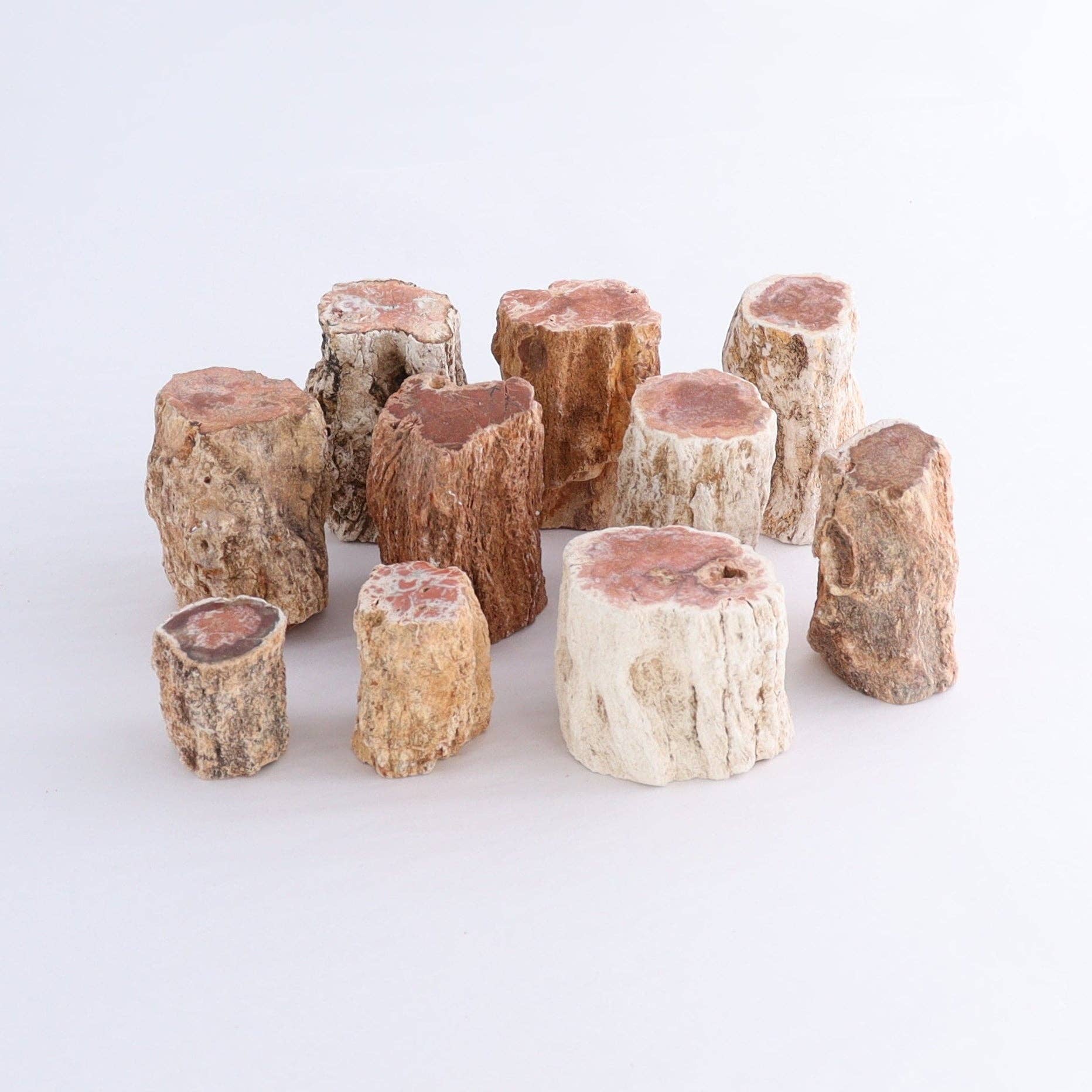 Petrified Wood