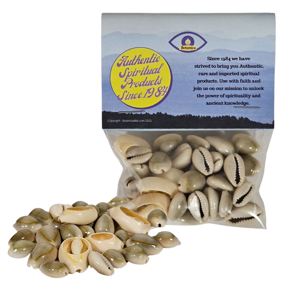 Cowrie Shells