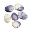 Shell - Violet  Batissa