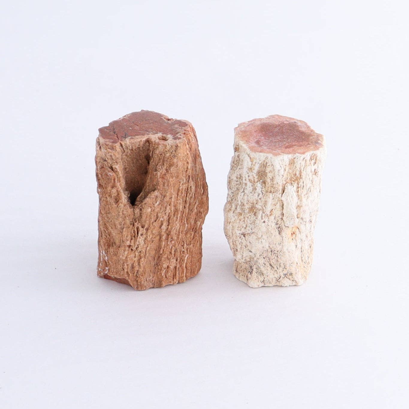 Petrified Wood