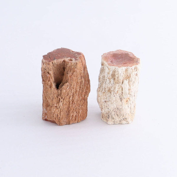 Petrified Wood